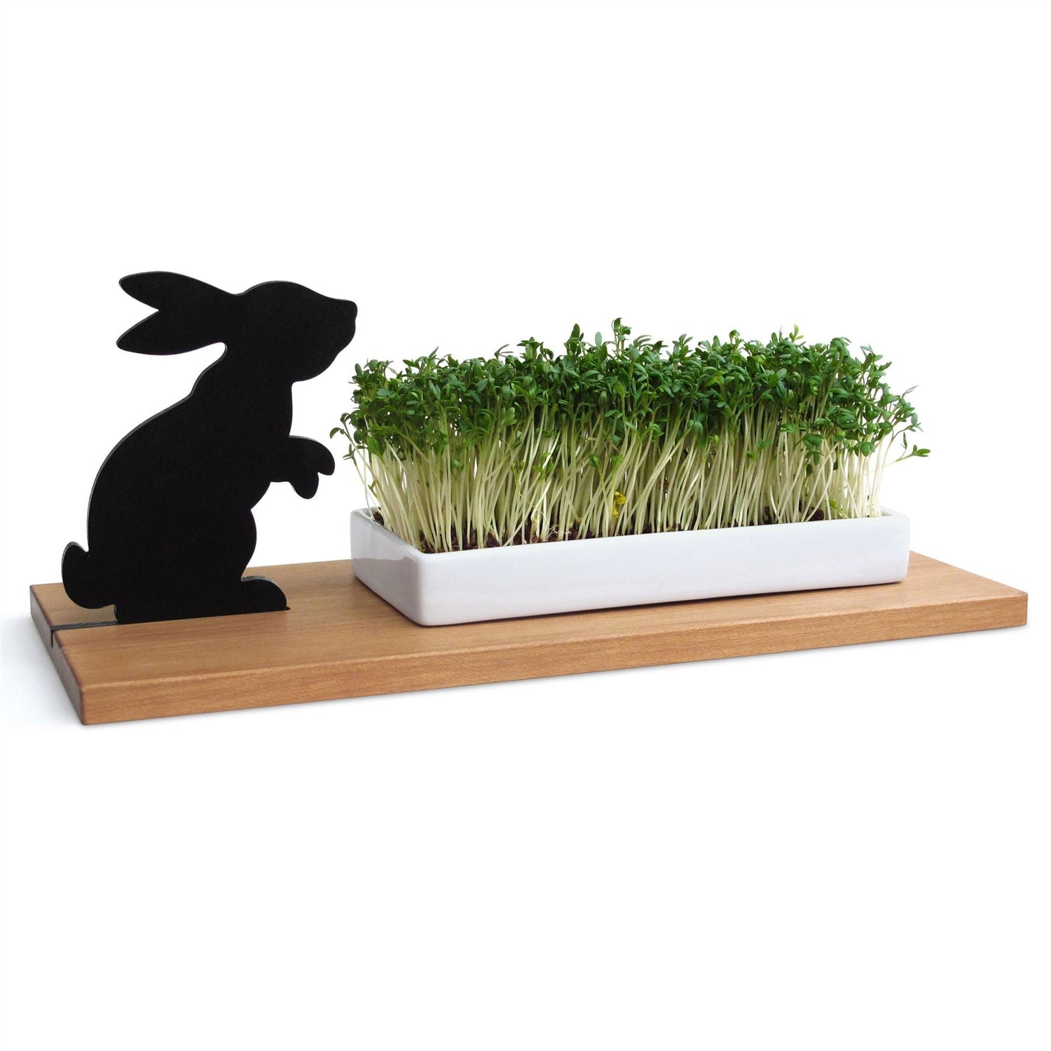 Cress Growing Dish - Not A Boring Box