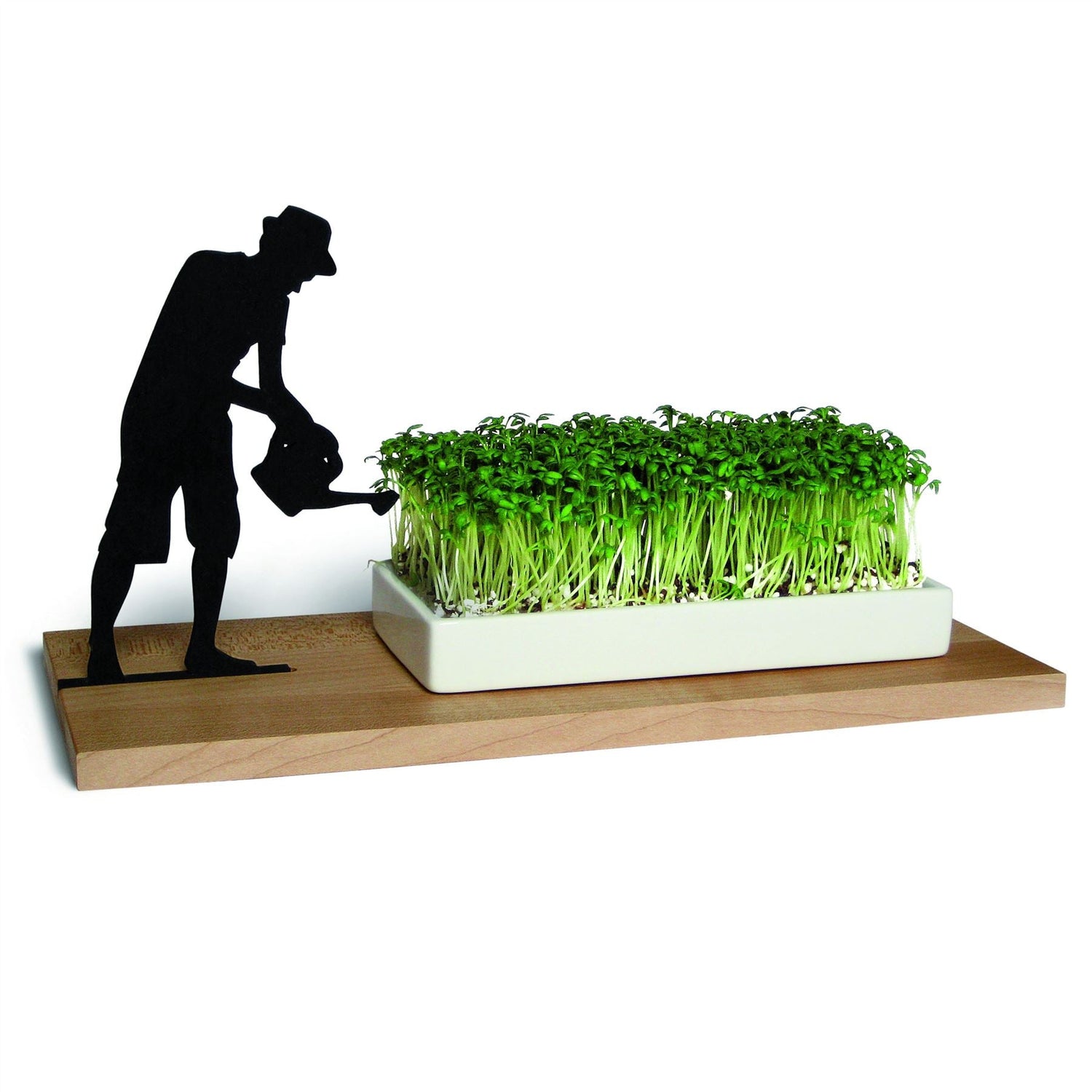 Cress Growing Dish - Not A Boring Box