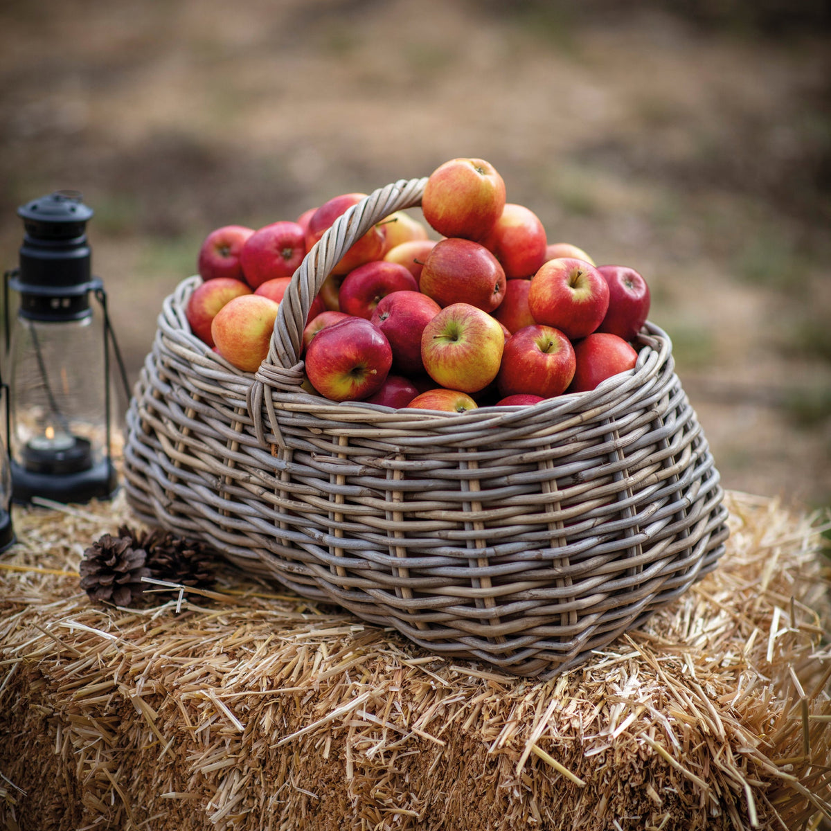Foraging Basket - Bembridge - Not A Boring Box