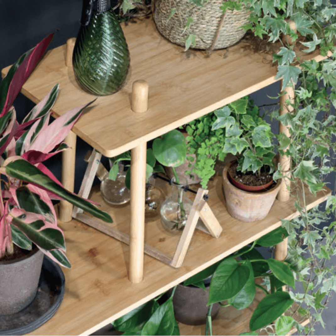 Wooden plant stand with various potted plants on a wooden surface