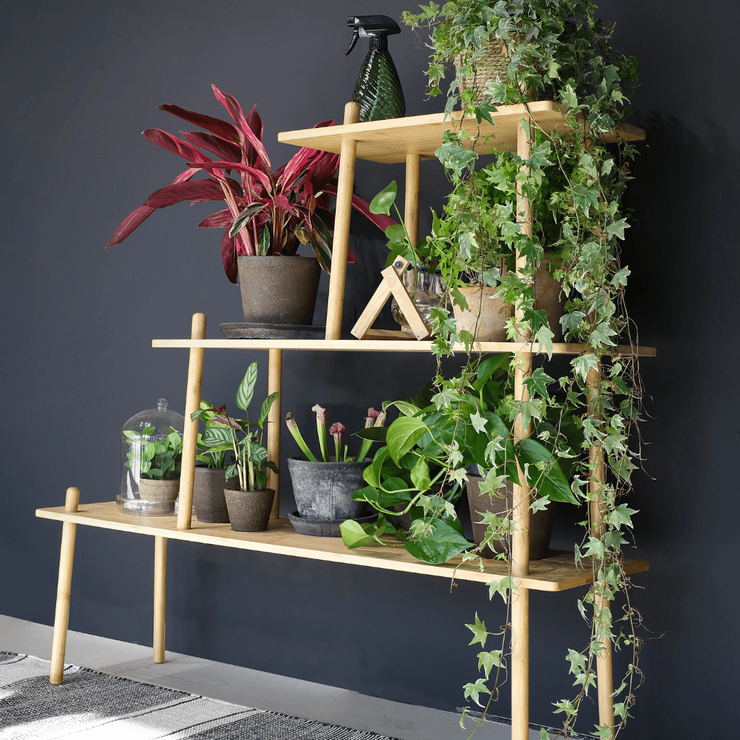 Wooden shelf with various potted plants against a dark wall