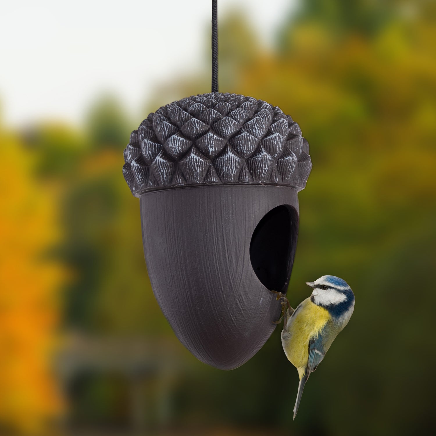 Acorn Bird Feeder For Seeds Black - Not A Boring Box