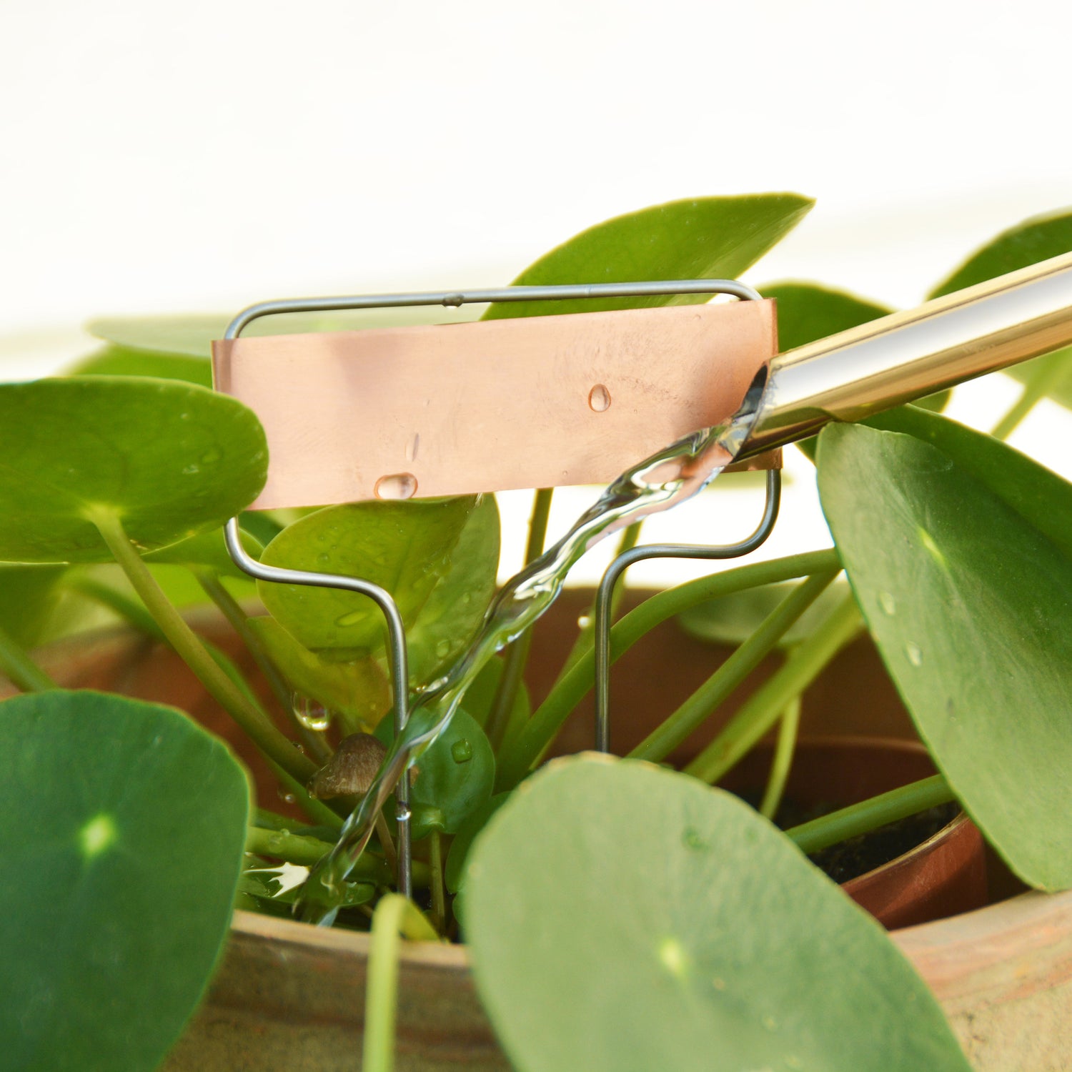 Set Of 6 Copper Plant Tags