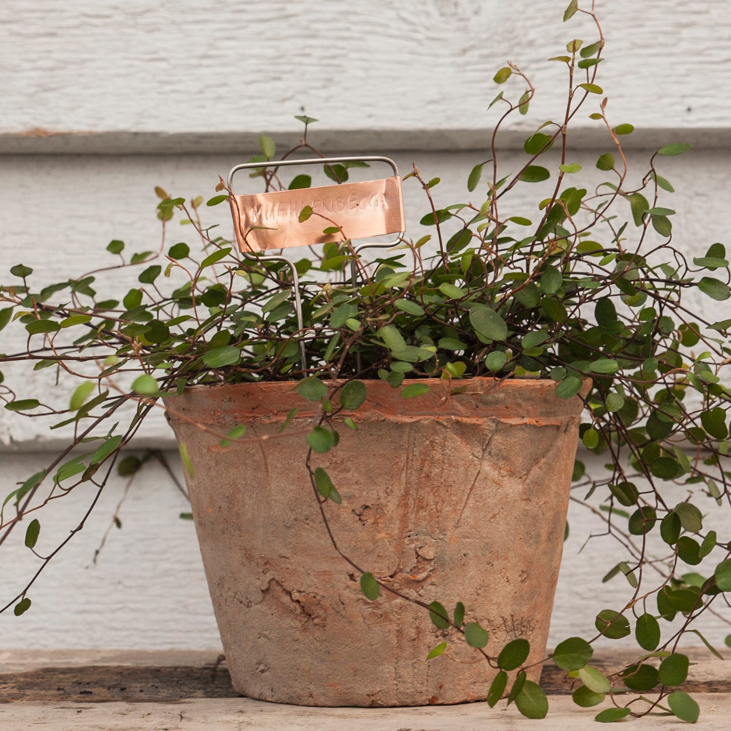 Set Of 6 Copper Plant Tags - Not A Boring Box