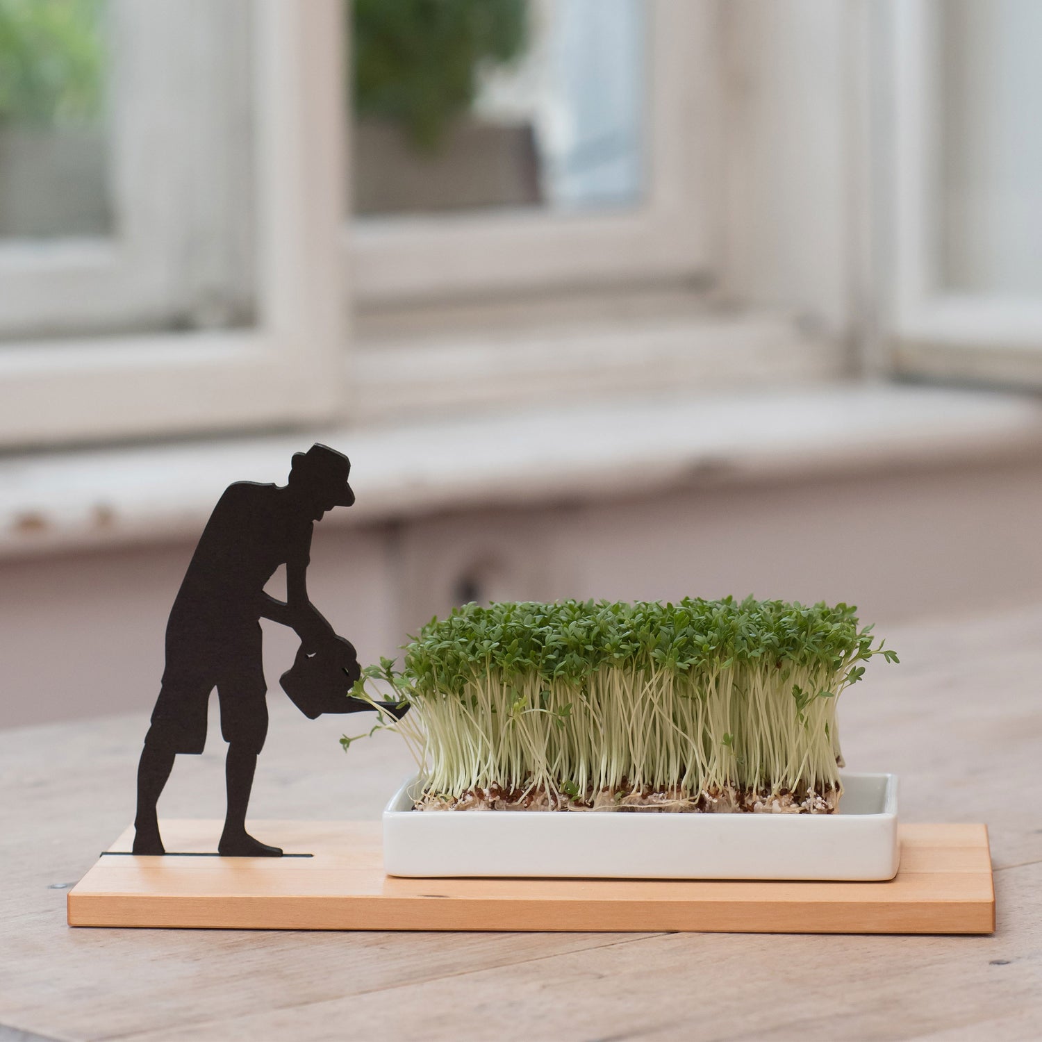 Cress Growing Dish - Not A Boring Box
