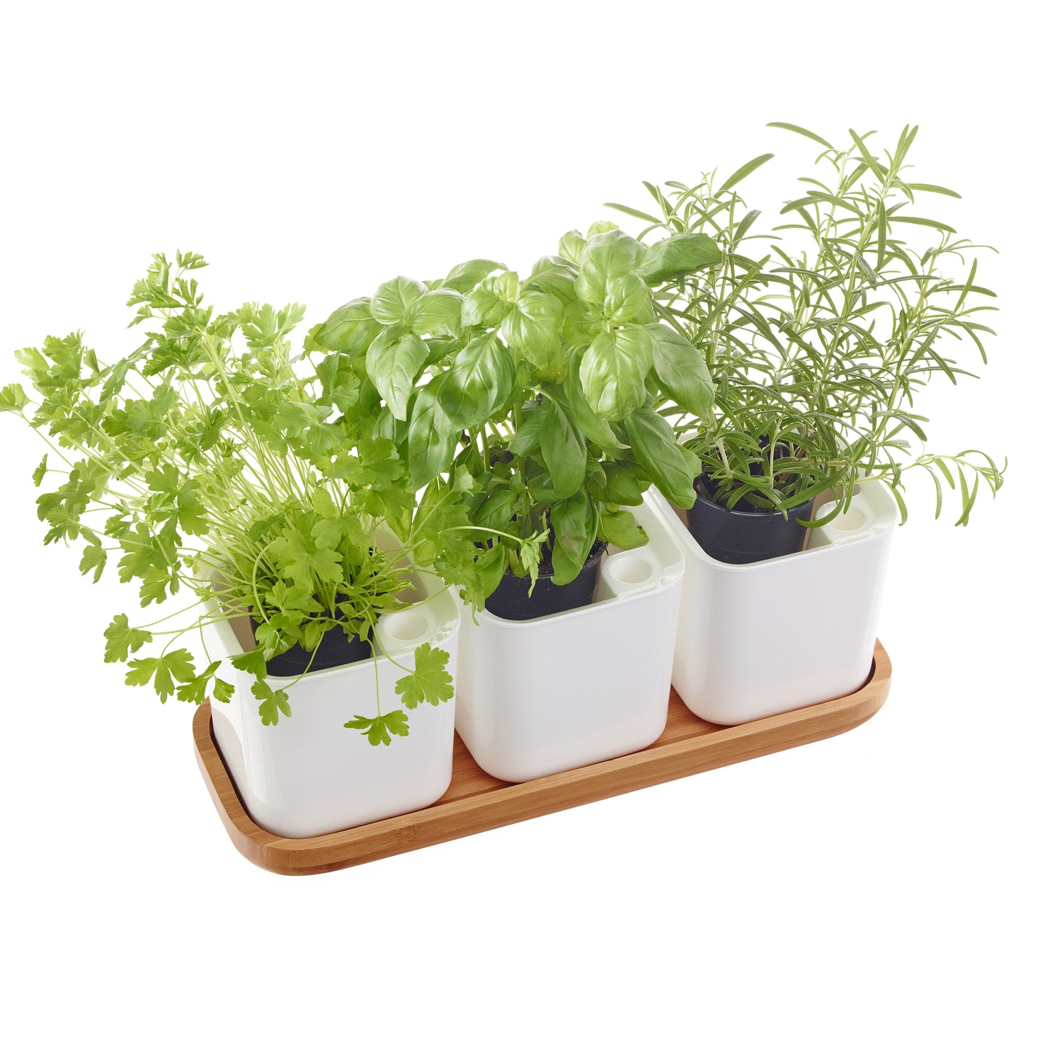 Self Watering Herb Pot Set - Not A Boring Box