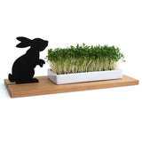 Cress Growing Dish - Not A Boring Box