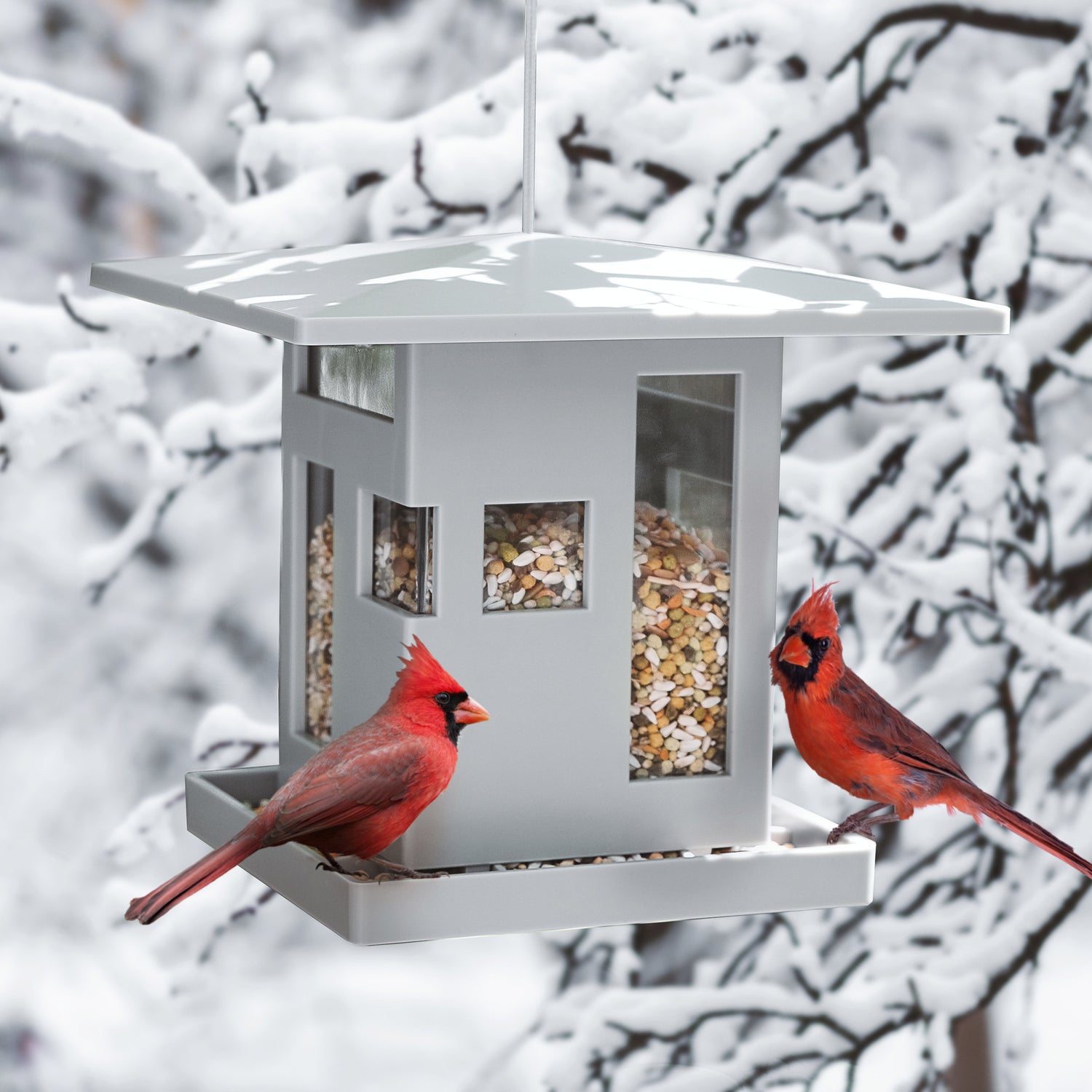 Bird Feeder Bird Cafe