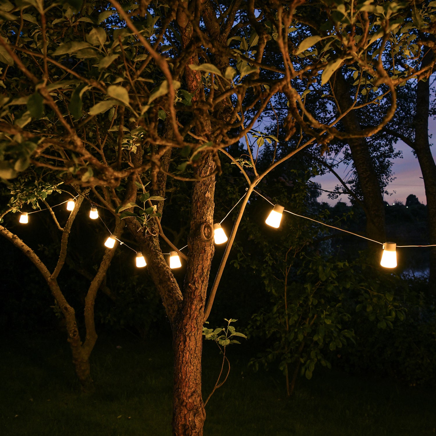 festoon lights