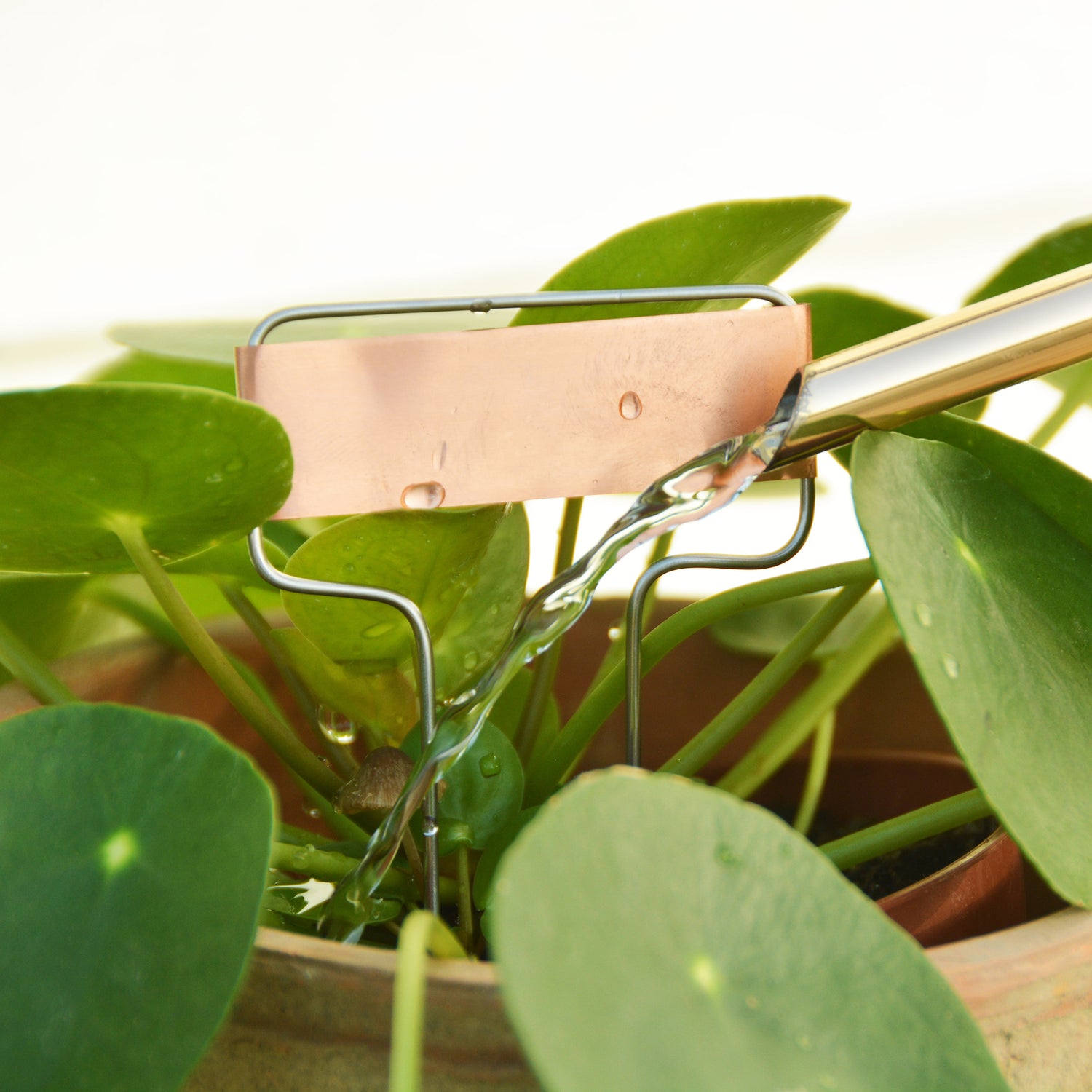 copper plant tags and stamper set
