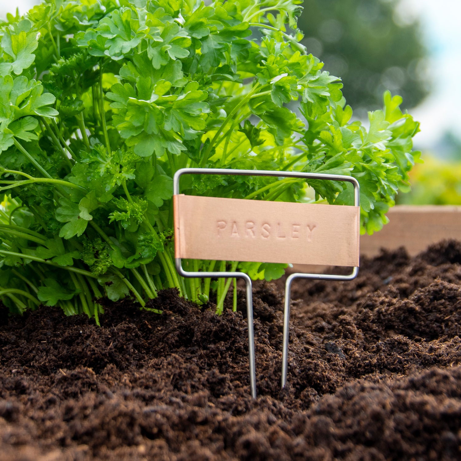 copper plant tags and stamper set