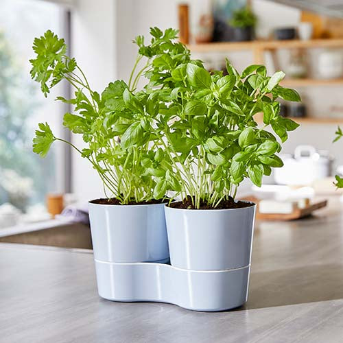 hydro herb twin pots