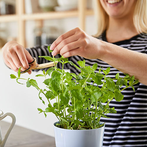 hydro herb twin pots