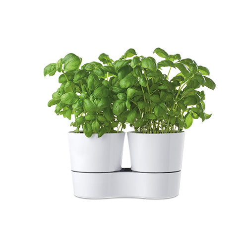 hydro herb twin pots